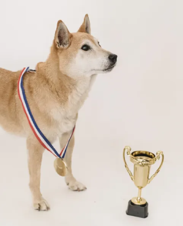 A dog with a medal around its neck and a trophy in front of him.