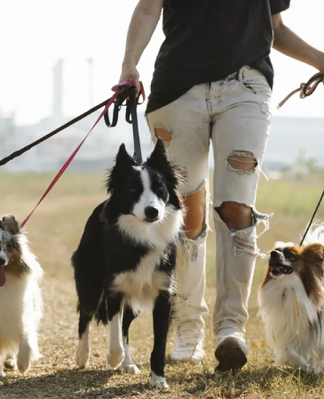 A person walking two dogs on leashes.