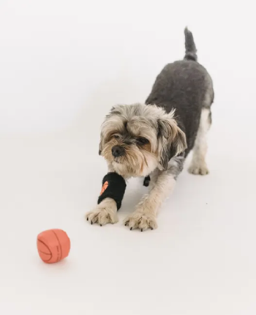 A dog with a broken arm playing with a ball.