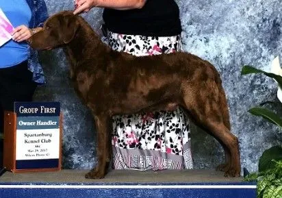 A woman standing next to a dog on top of a blue wall.