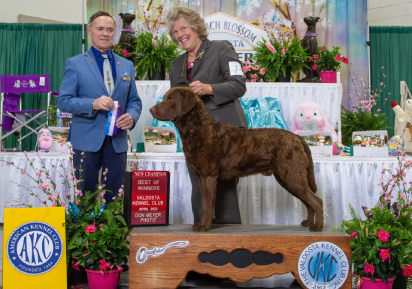 A man and woman standing next to a dog on a stage.