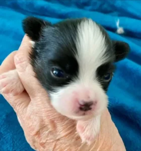 A small black and white puppy is in someone 's hand.
